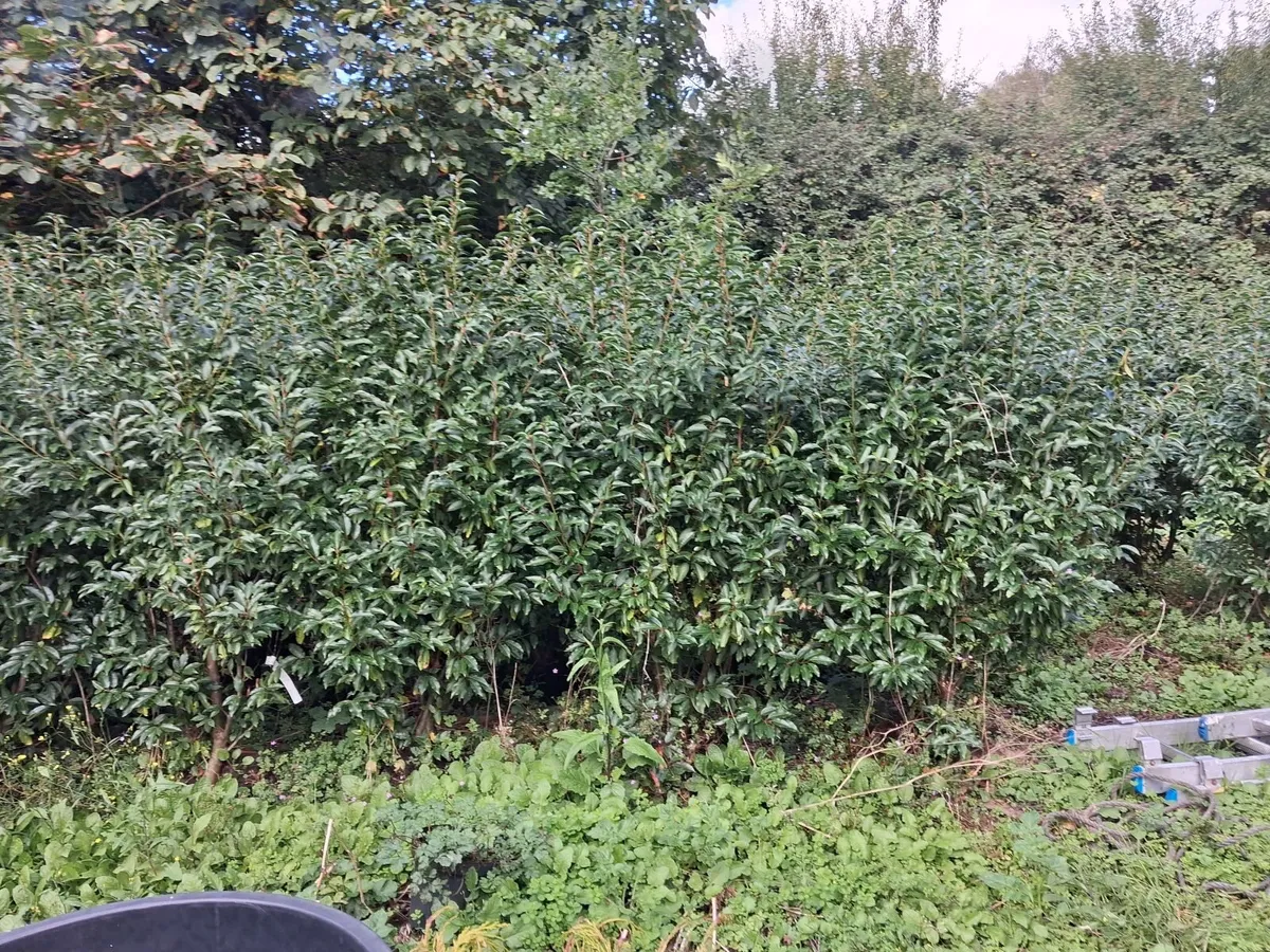 Laurel ( Portuguese) - Image 2