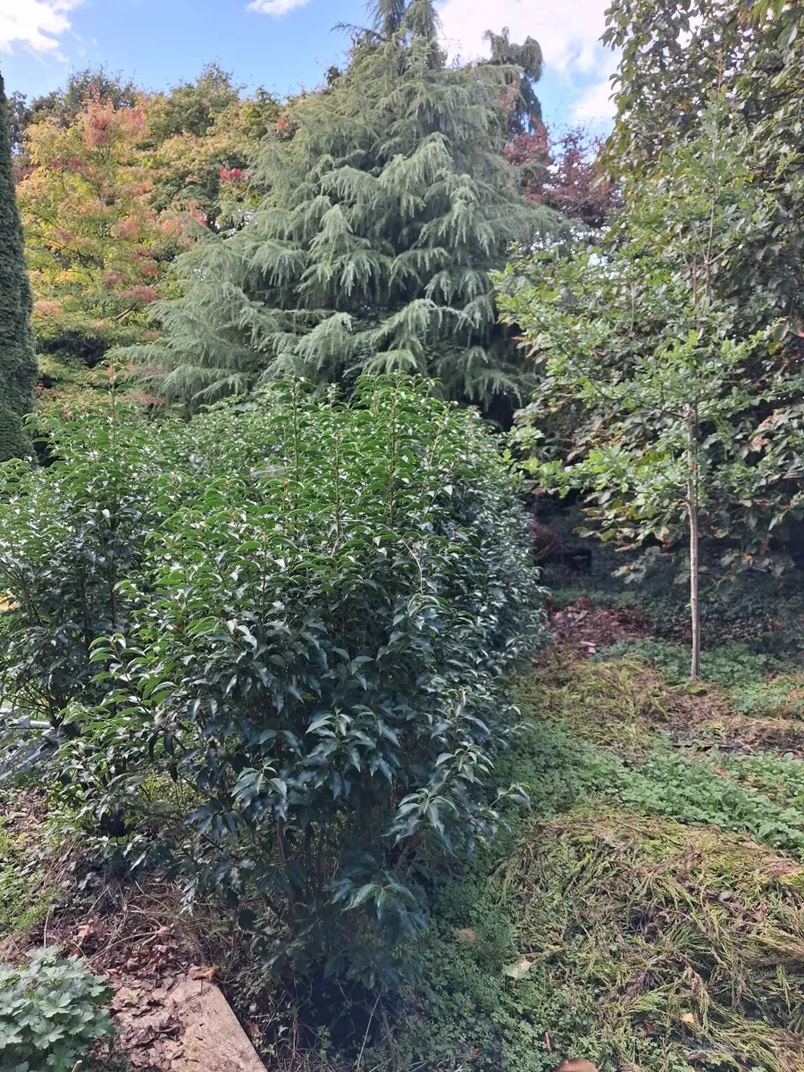 Laurel ( Portuguese) - Image 3