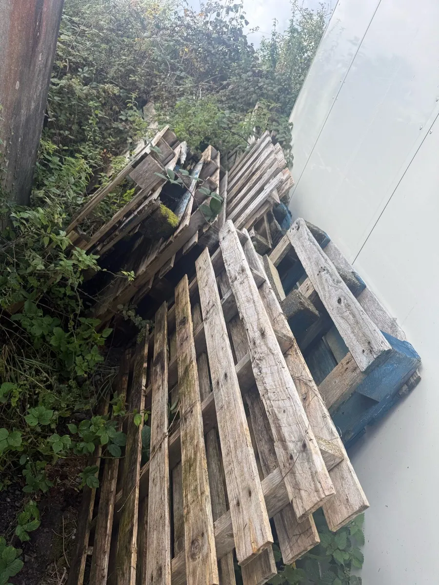 Pallets Free for Collection - Image 3