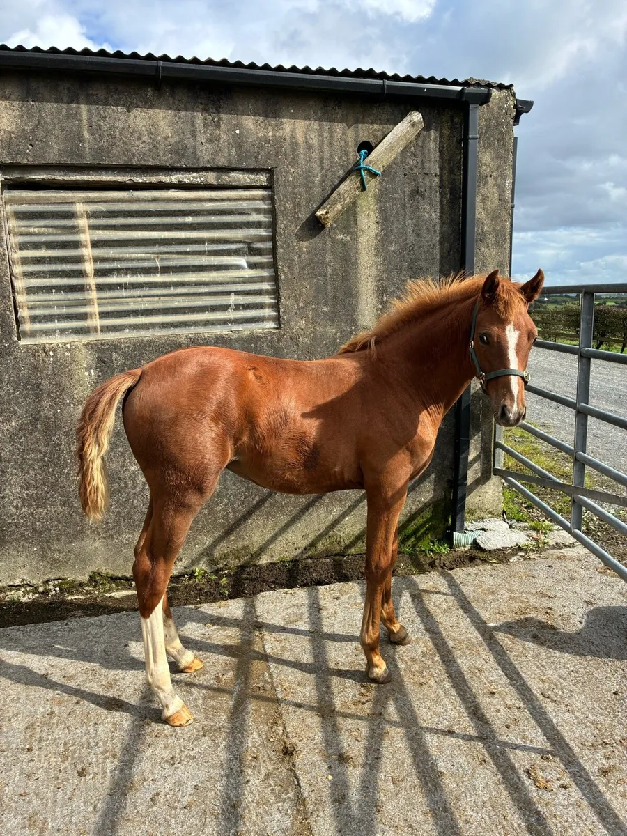Classy Castlelawn Emerald Filly - Image 1