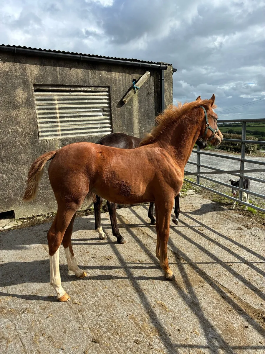 Classy Castlelawn Emerald Filly - Image 2