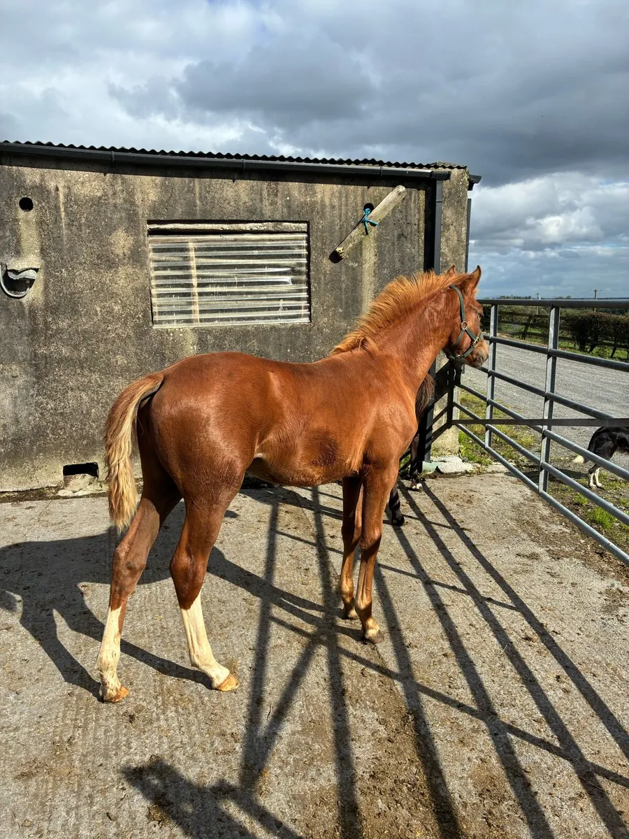 Classy Castlelawn Emerald Filly - Image 3