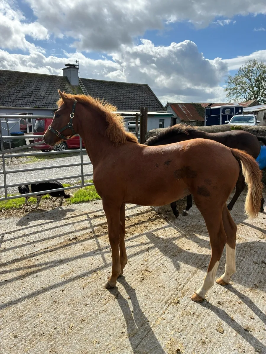 Classy Castlelawn Emerald Filly - Image 4