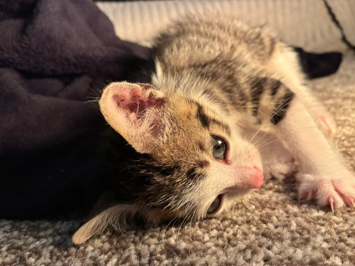 Kittens - Image 1