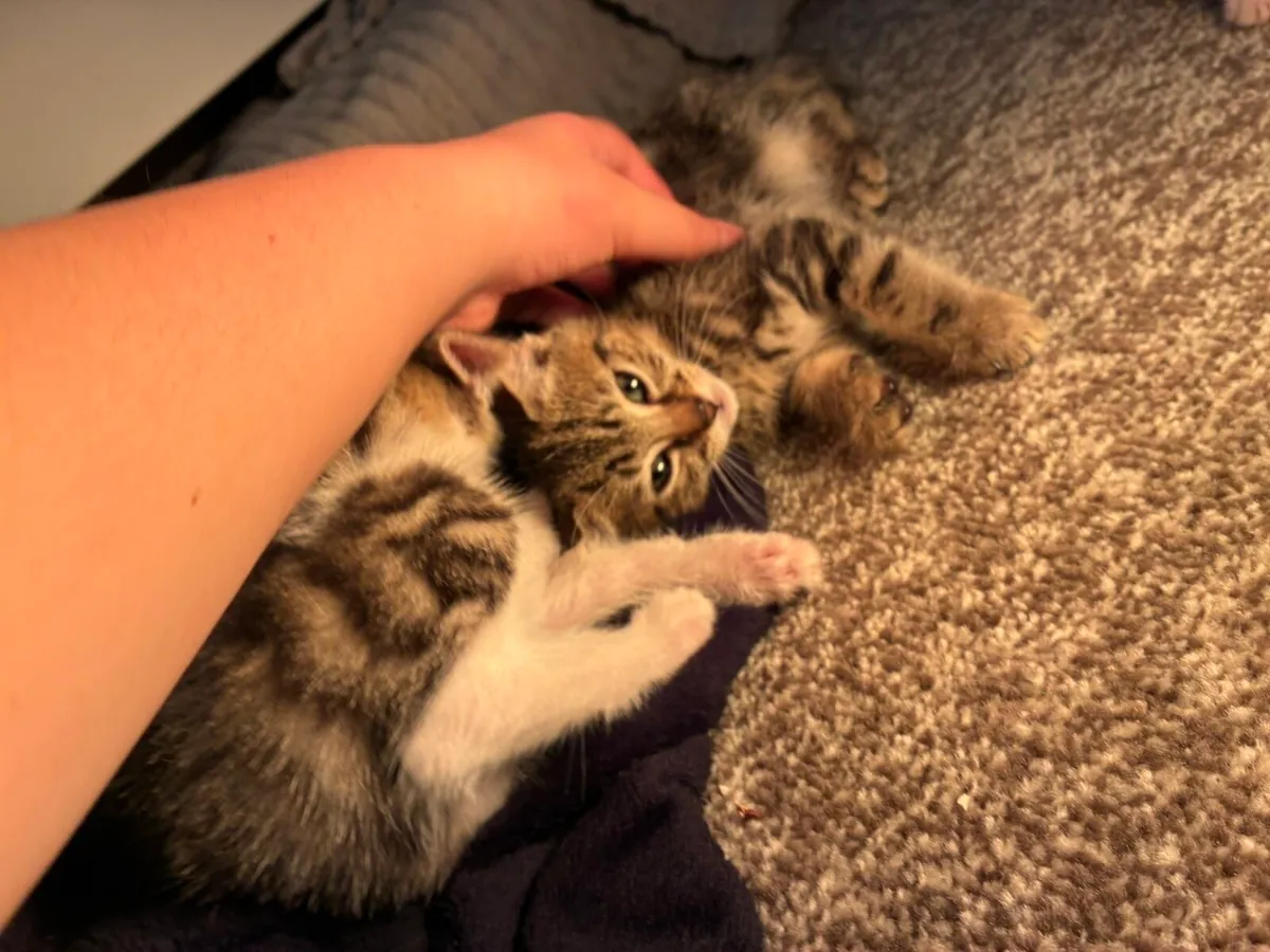 Kittens - Image 2