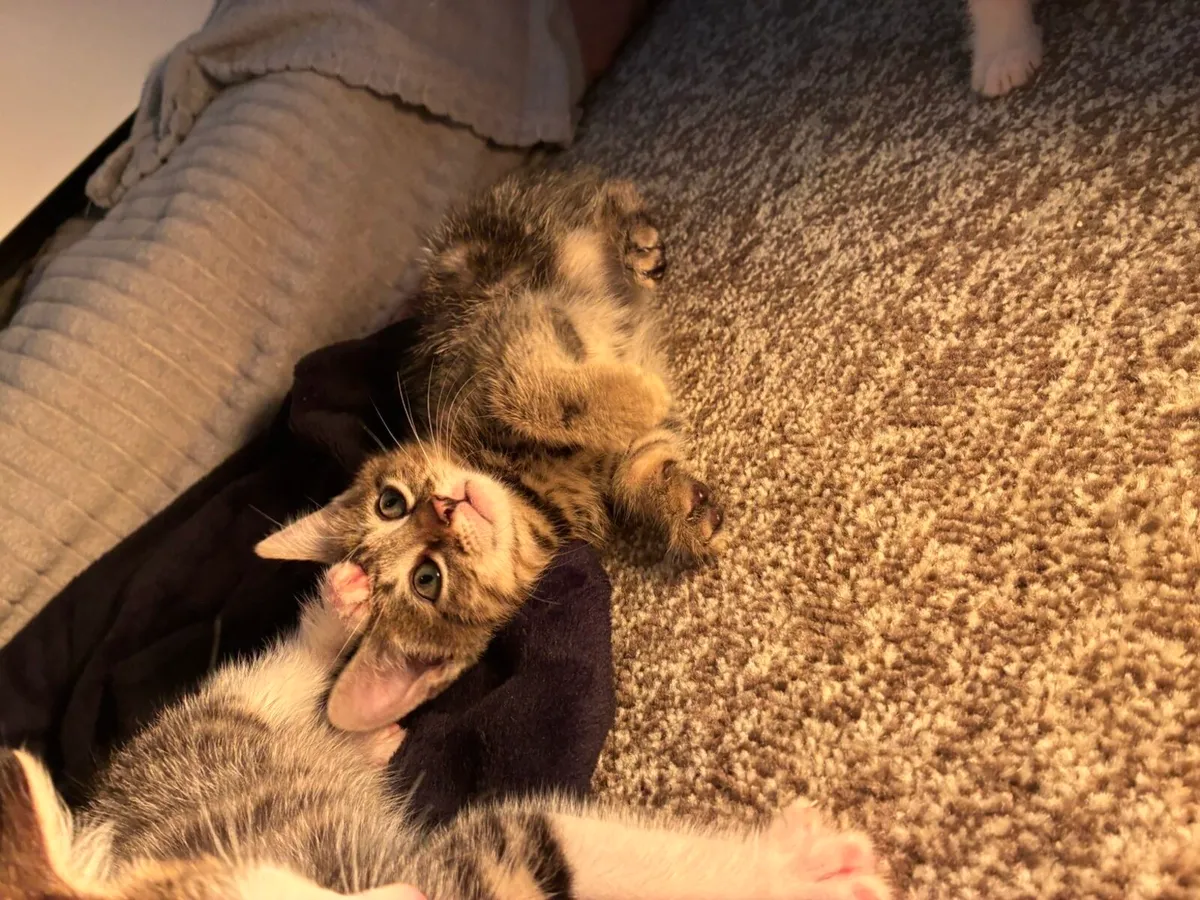 Kittens - Image 3