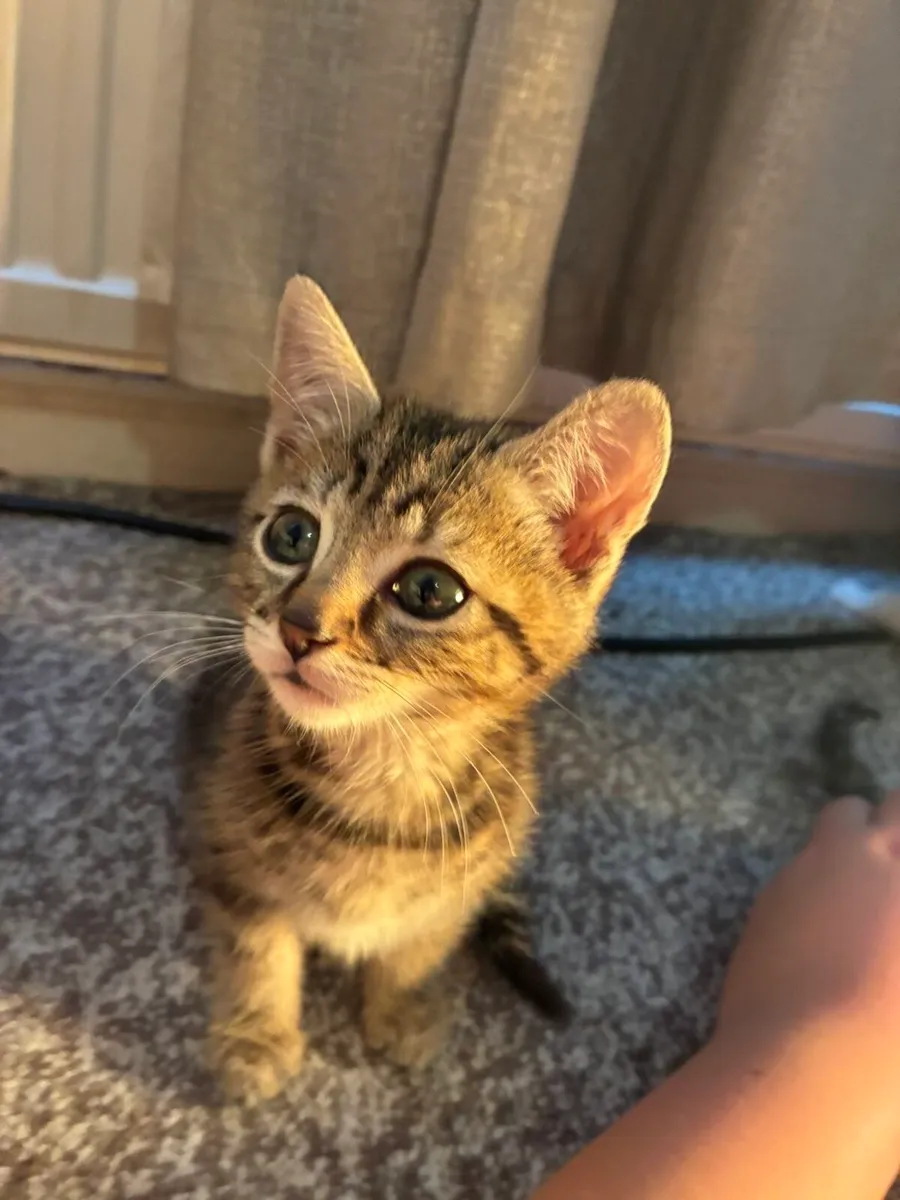 Kittens - Image 4