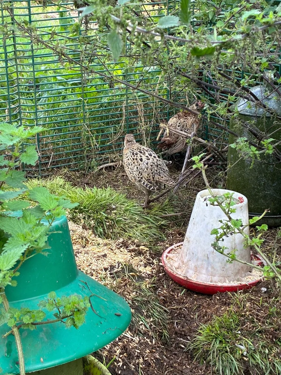 Pheasants - Image 2