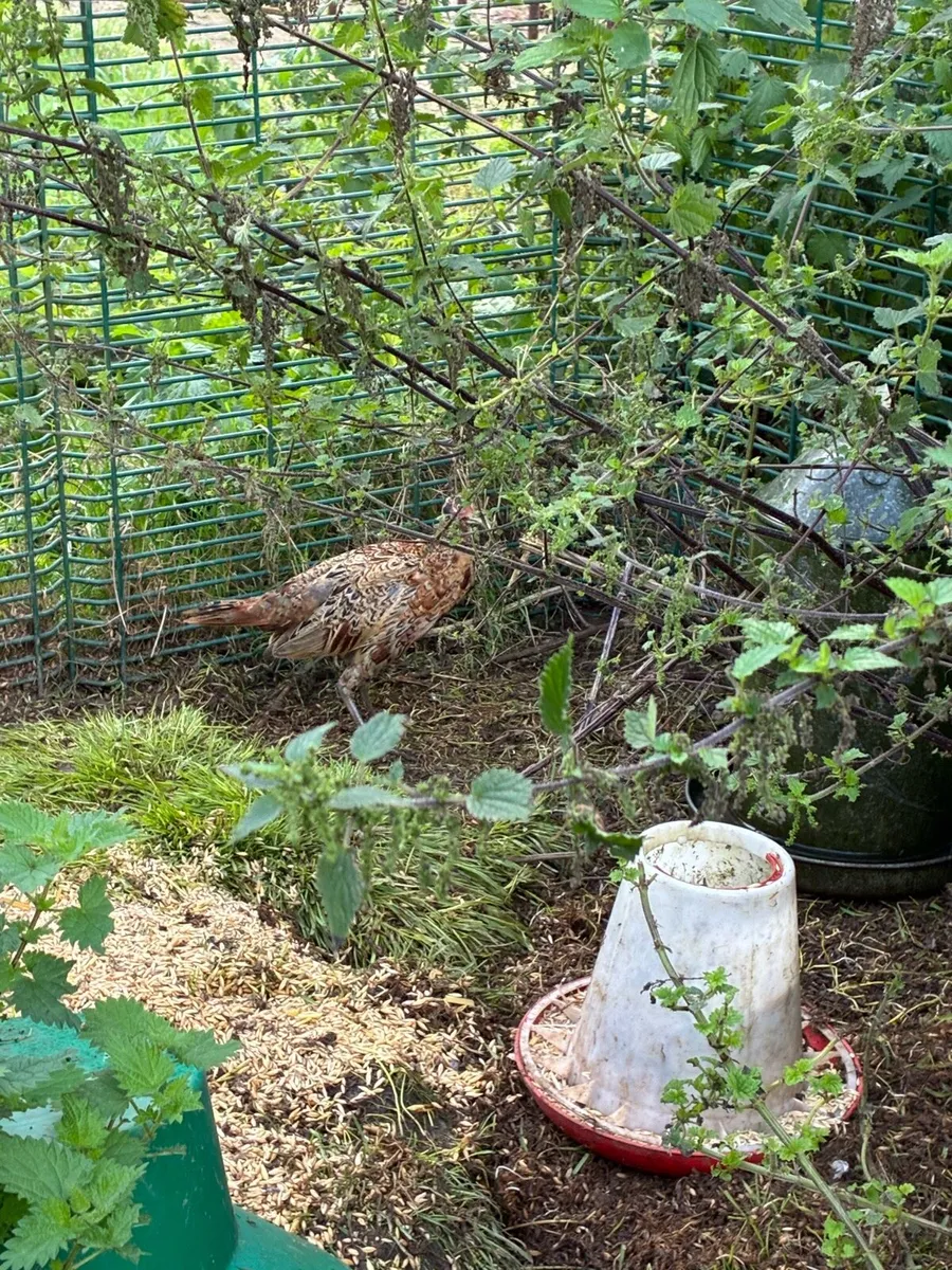 Pheasants - Image 3