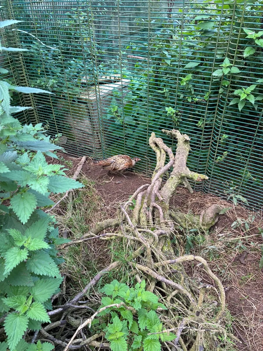 Pheasants - Image 1