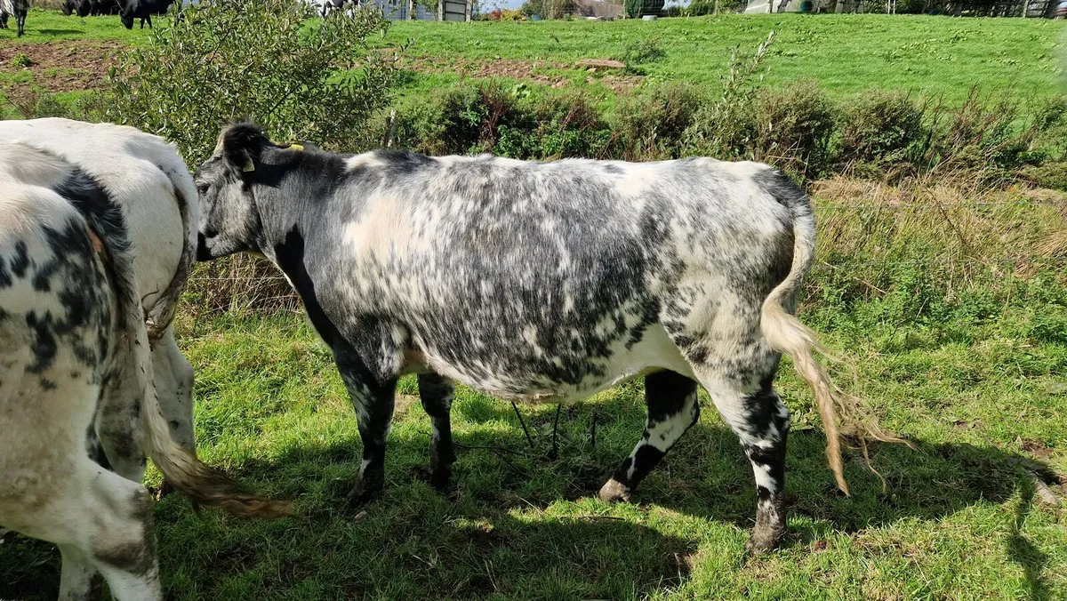 Heifers - Image 1
