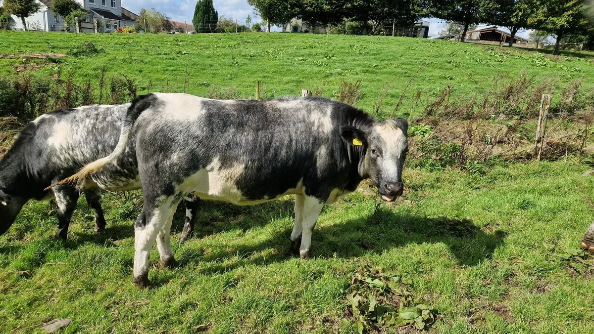 Heifers - Image 2