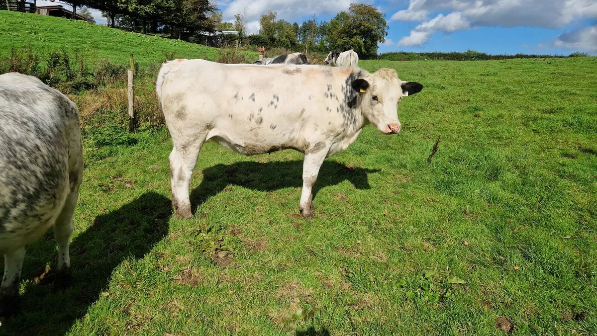 Heifers - Image 3