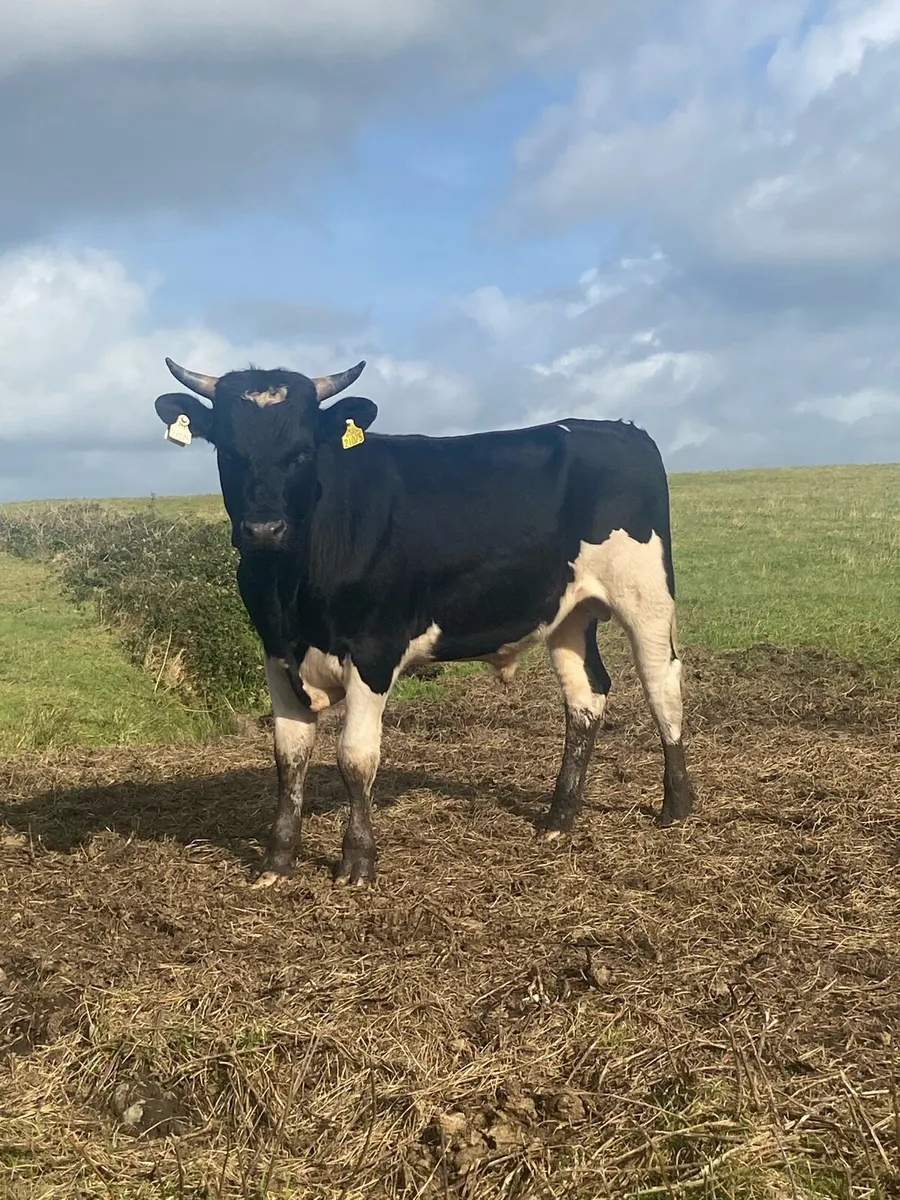 ⭐️11 super British Freisian bulls⭐️ - Image 1