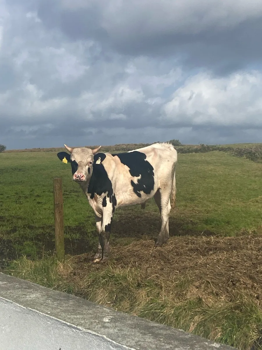 ⭐️11 super British Freisian bulls⭐️ - Image 2