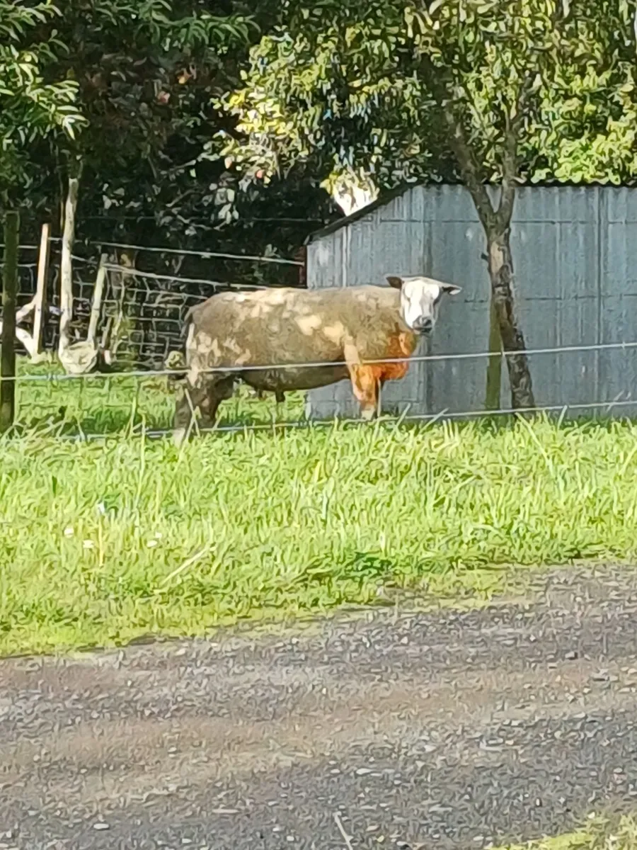 Sheep - Image 1