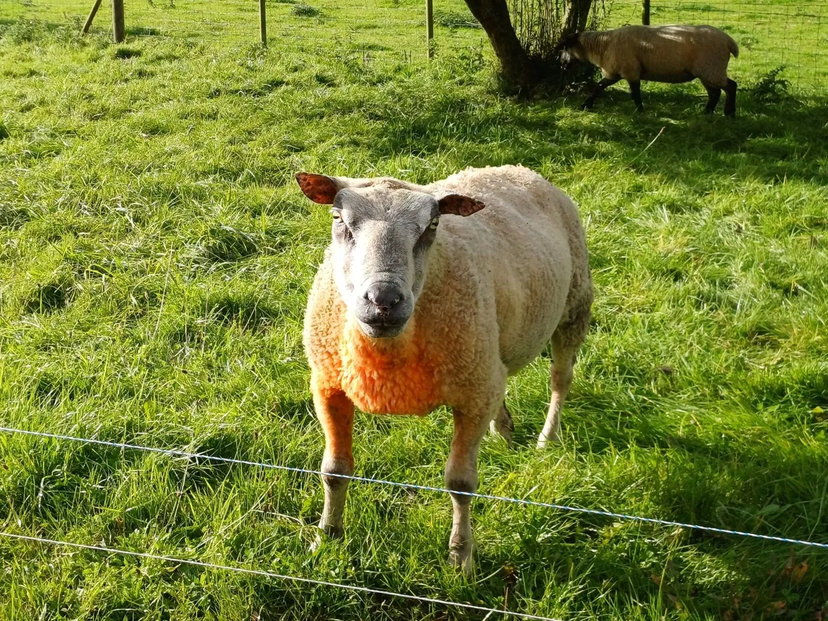 Sheep - Image 2