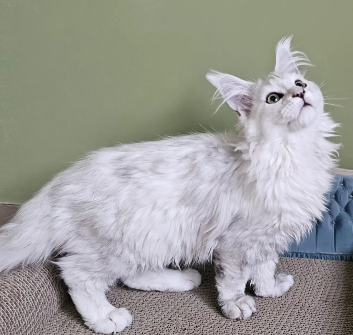 Maine coon female