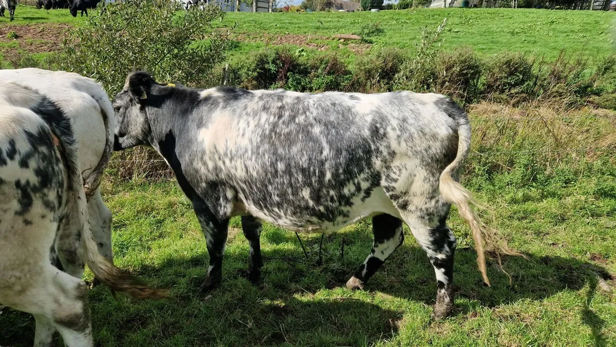 Heifers - Image 4