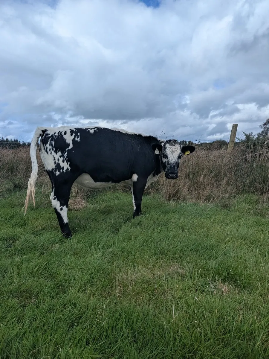 Heifers - Image 2