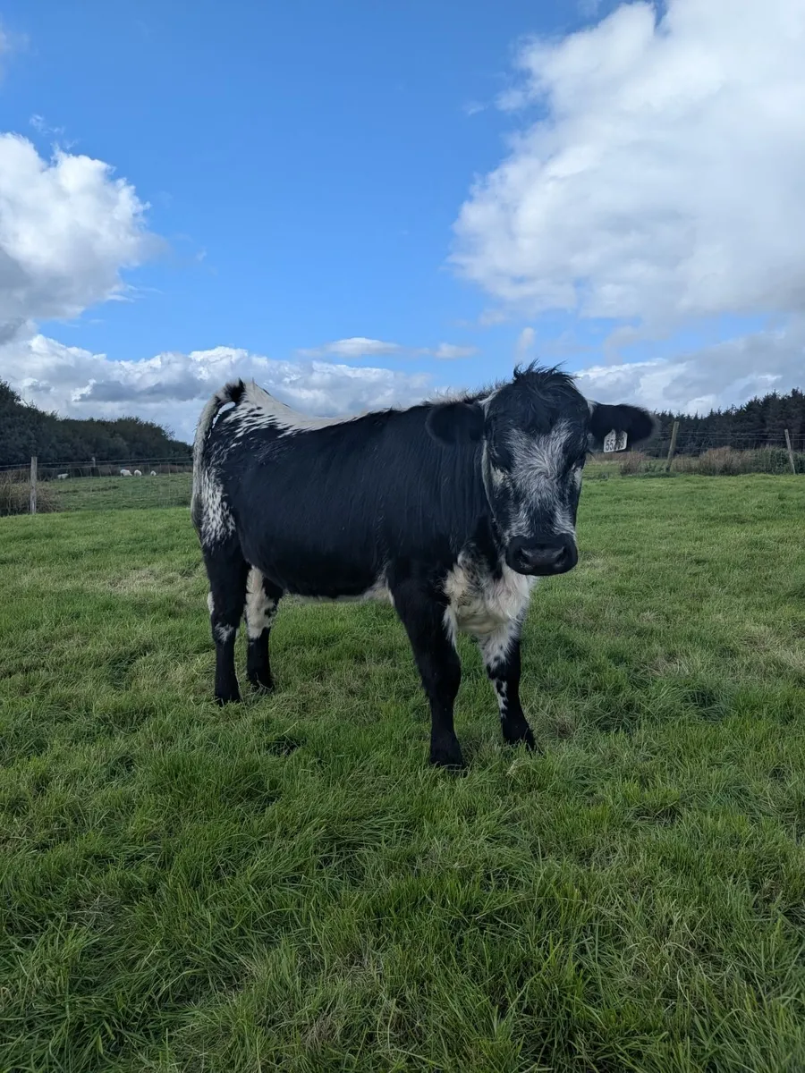 Heifers - Image 3