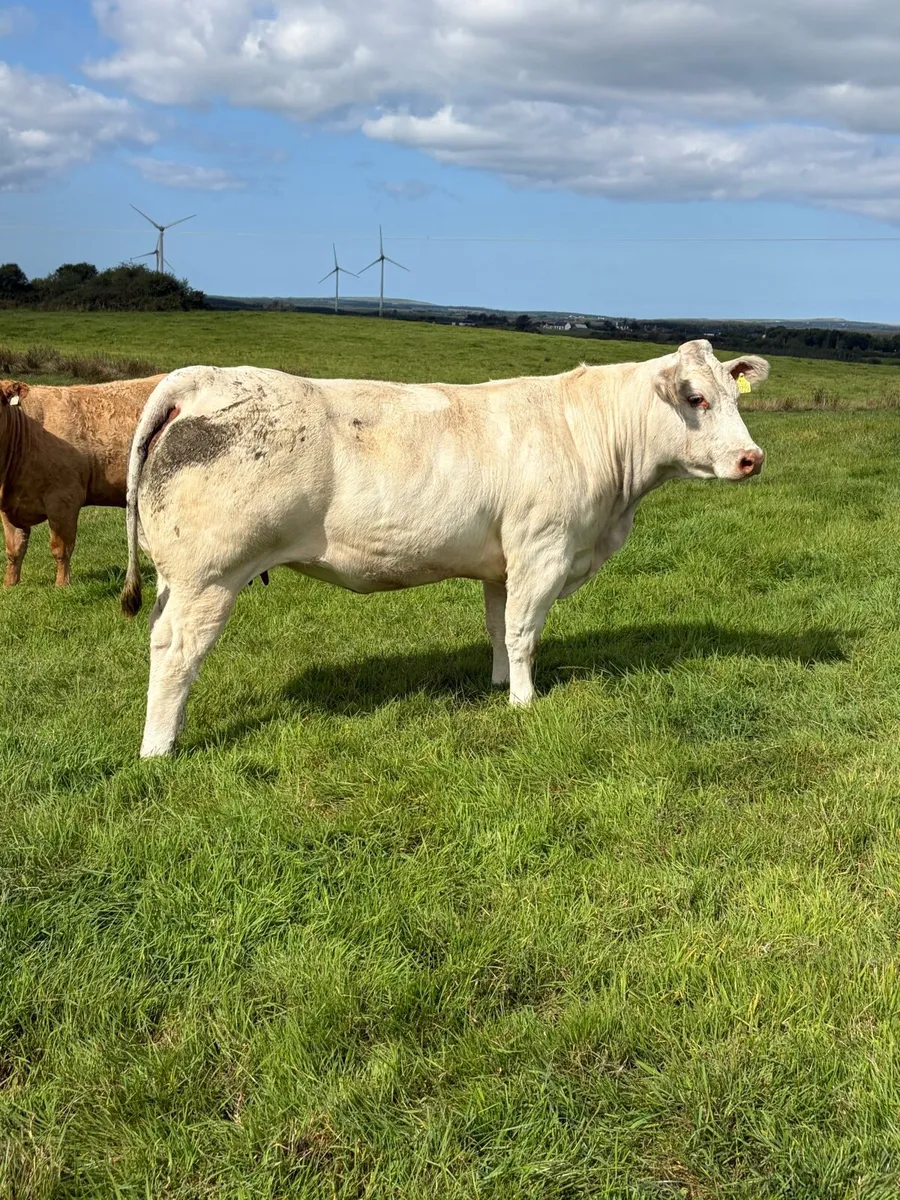 SUPERB AI IN CALF HEIFERS  FOR SALE - Ennis 06 Oc - Image 1