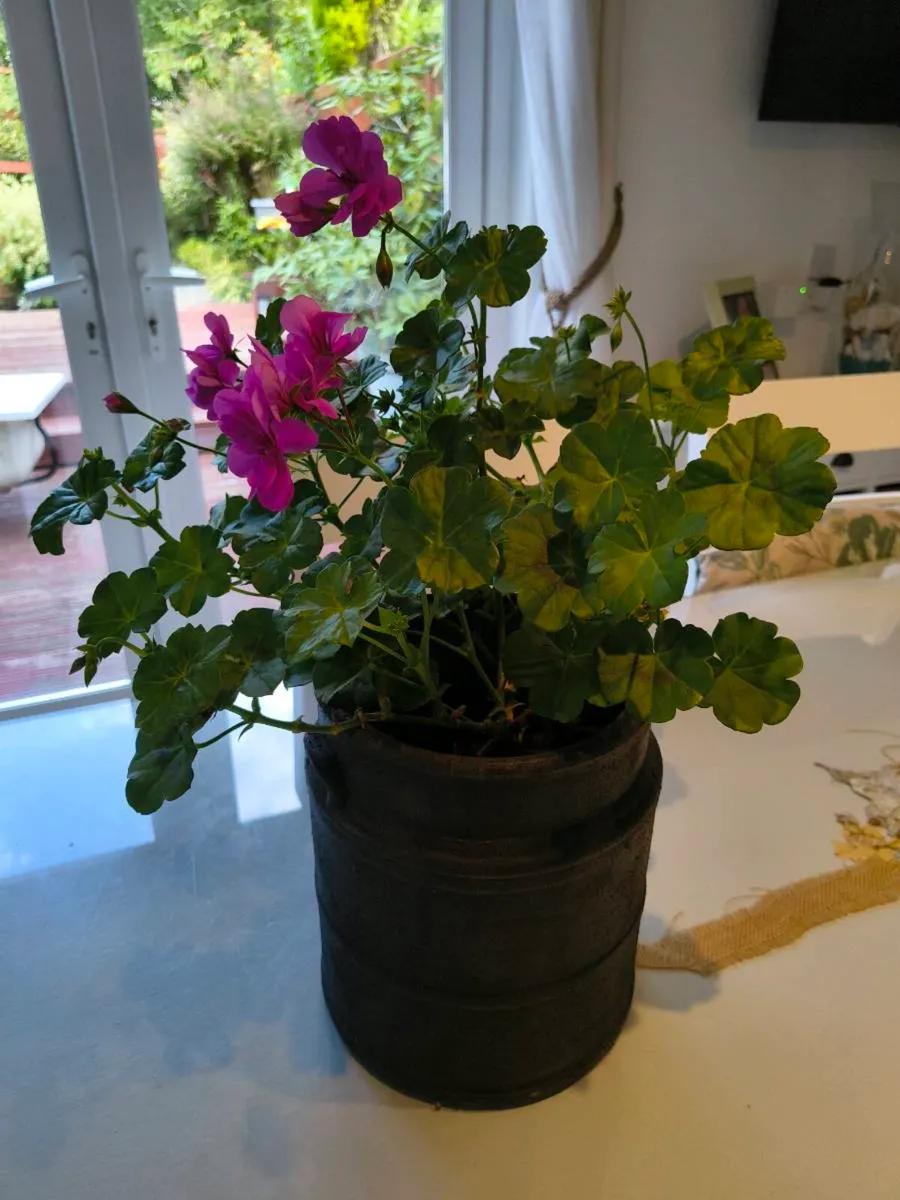 Indoor plant - Image 1