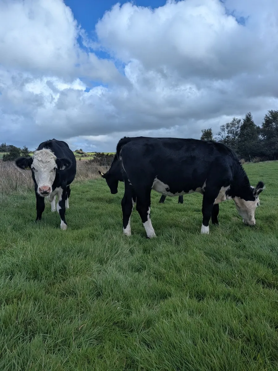 Heifers - Image 4