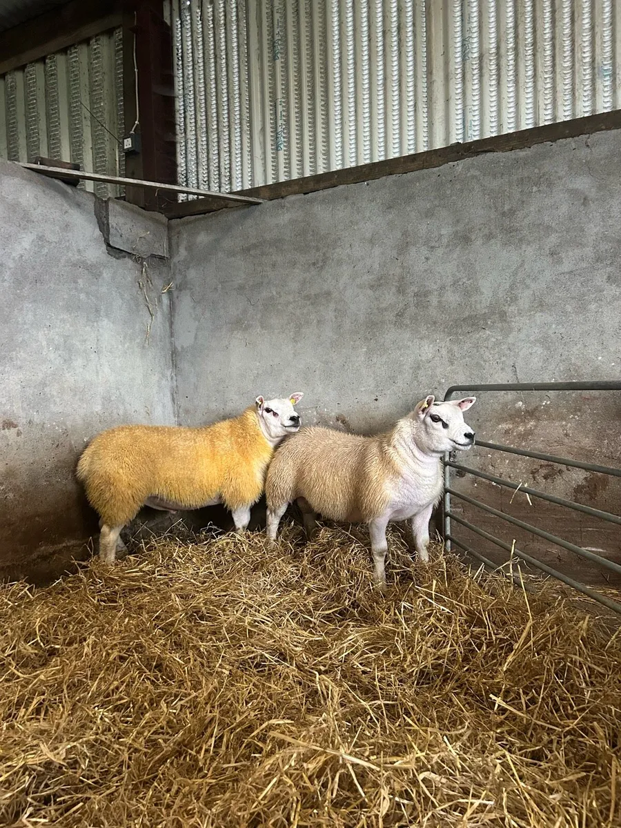 Pedigree registered Texel ram lambs - Image 2