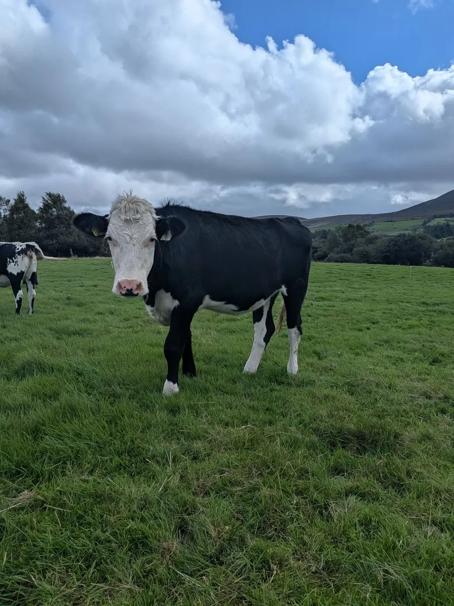 Heifers - Image 1