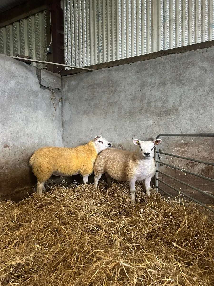 Pedigree registered Texel ram lambs - Image 3
