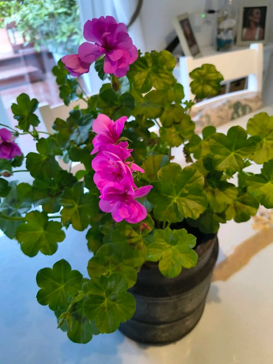 Indoor plant - Image 2