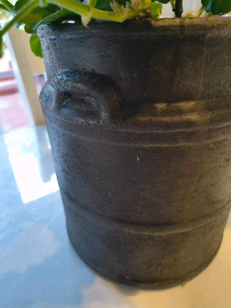Indoor plant - Image 3