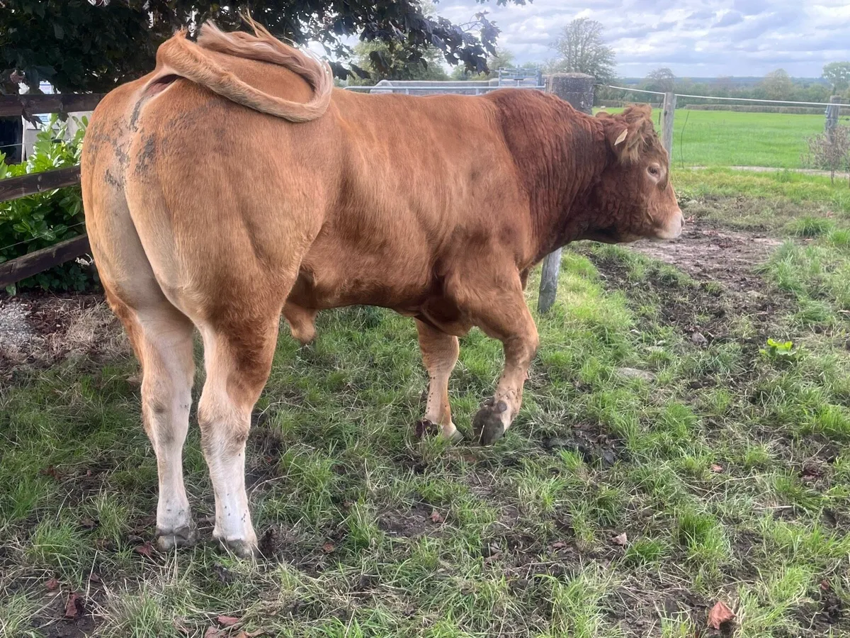 Pb reg LM Bull - Image 2