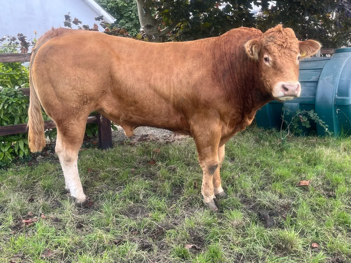 Pb reg LM Bull - Image 3