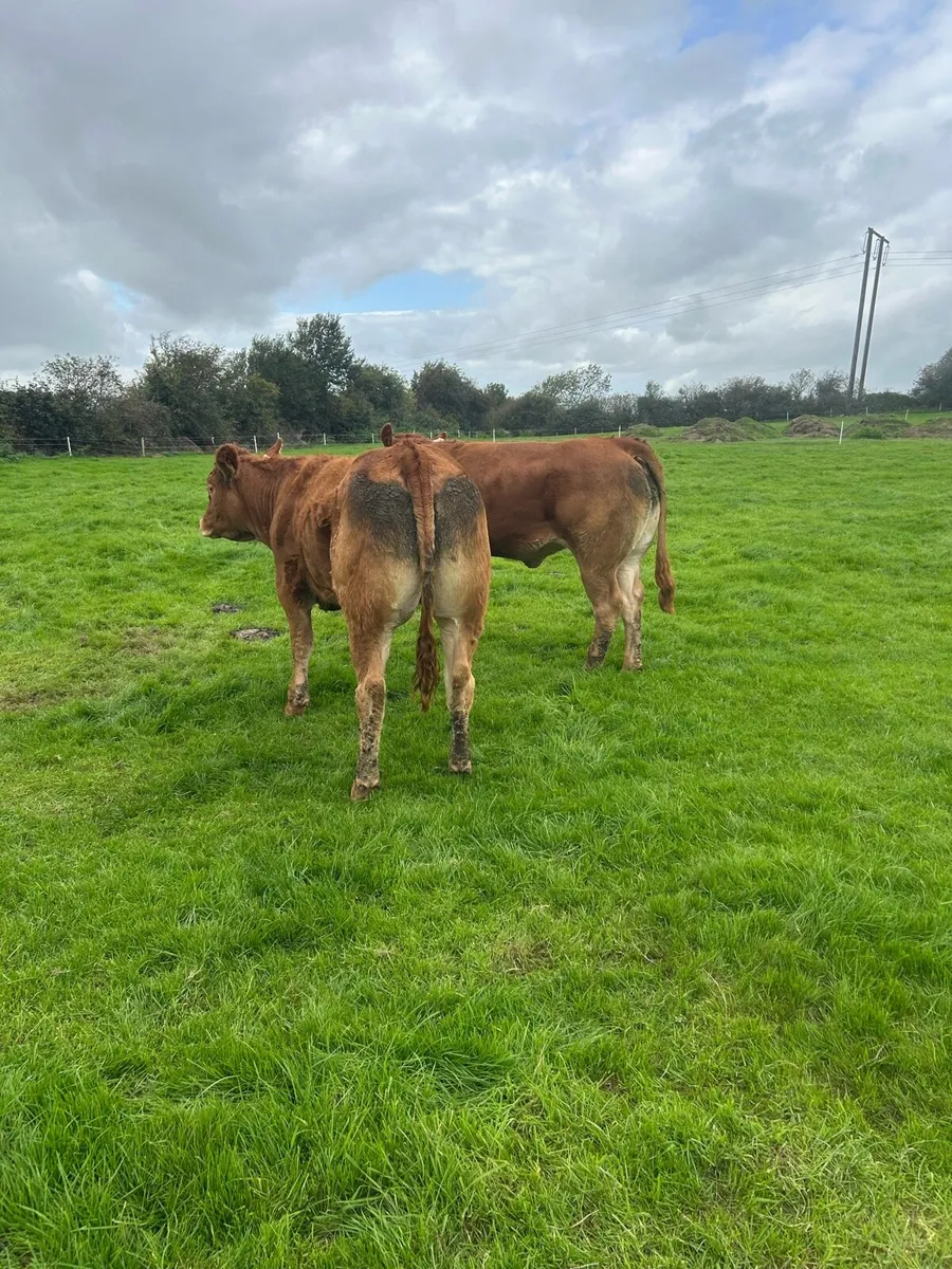2 quality u grade heifers - Image 2