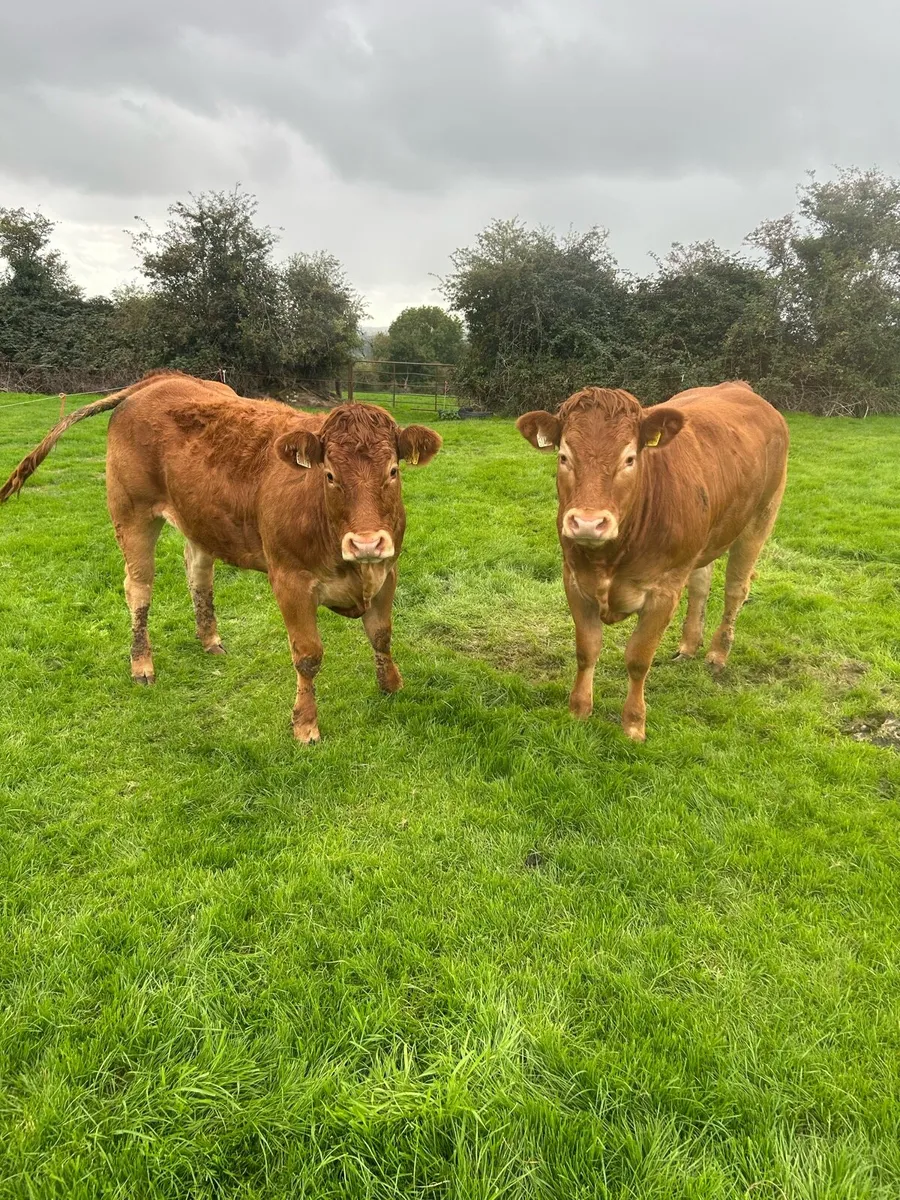 2 quality u grade heifers - Image 3