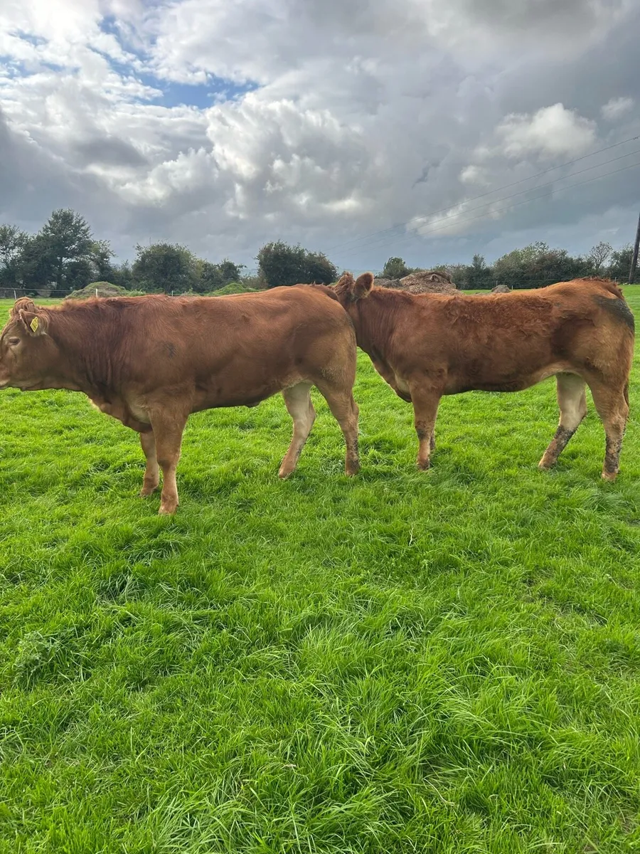 2 quality u grade heifers - Image 1