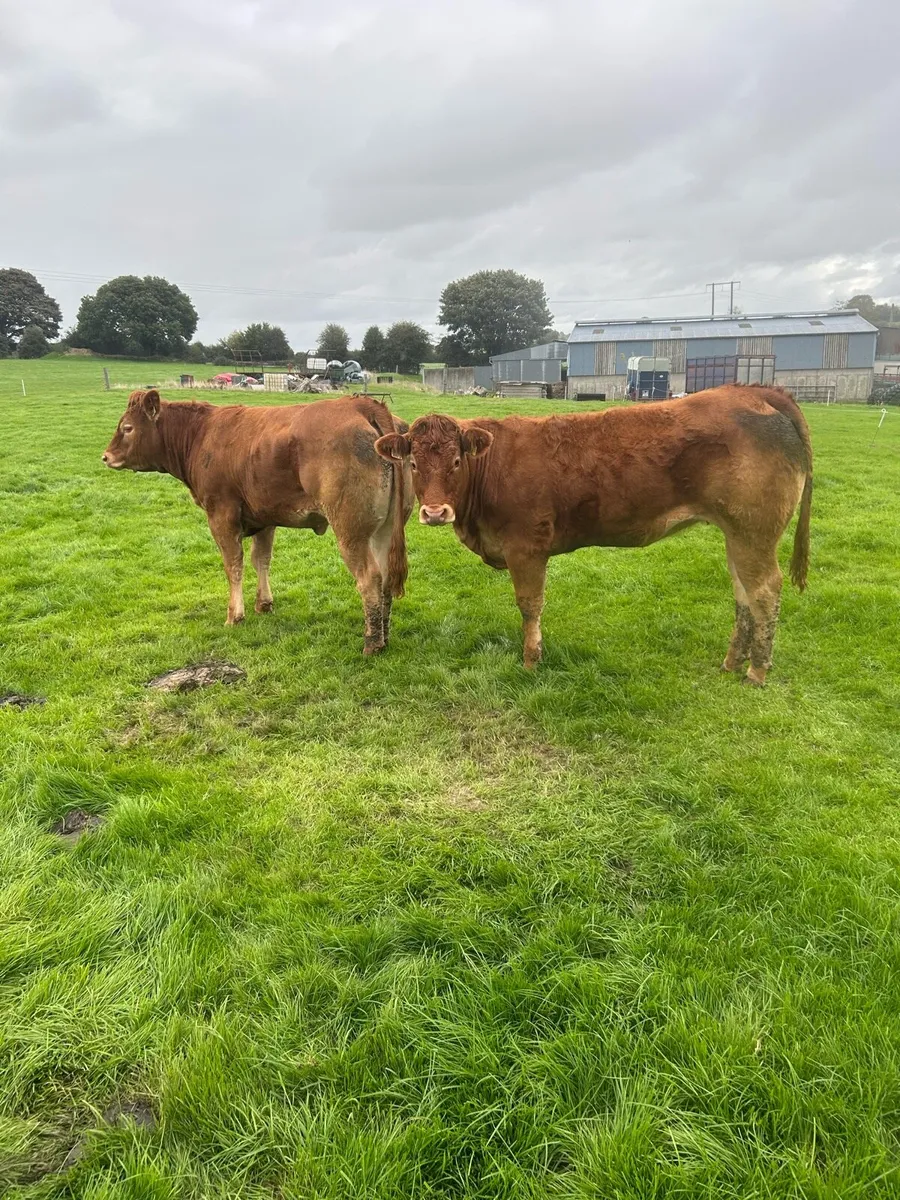 2 quality u grade heifers - Image 4