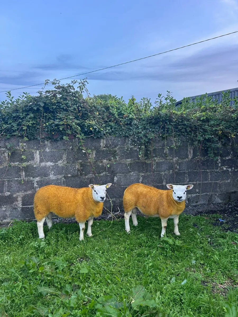 Pedigree registered Texel ram lambs - Image 4