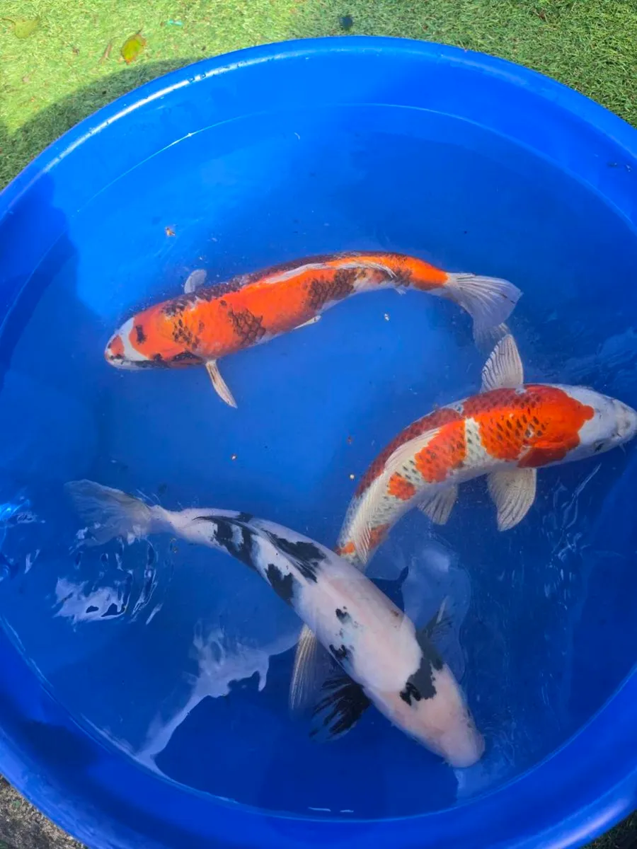 Koi carp and pond equipment eq - Image 1