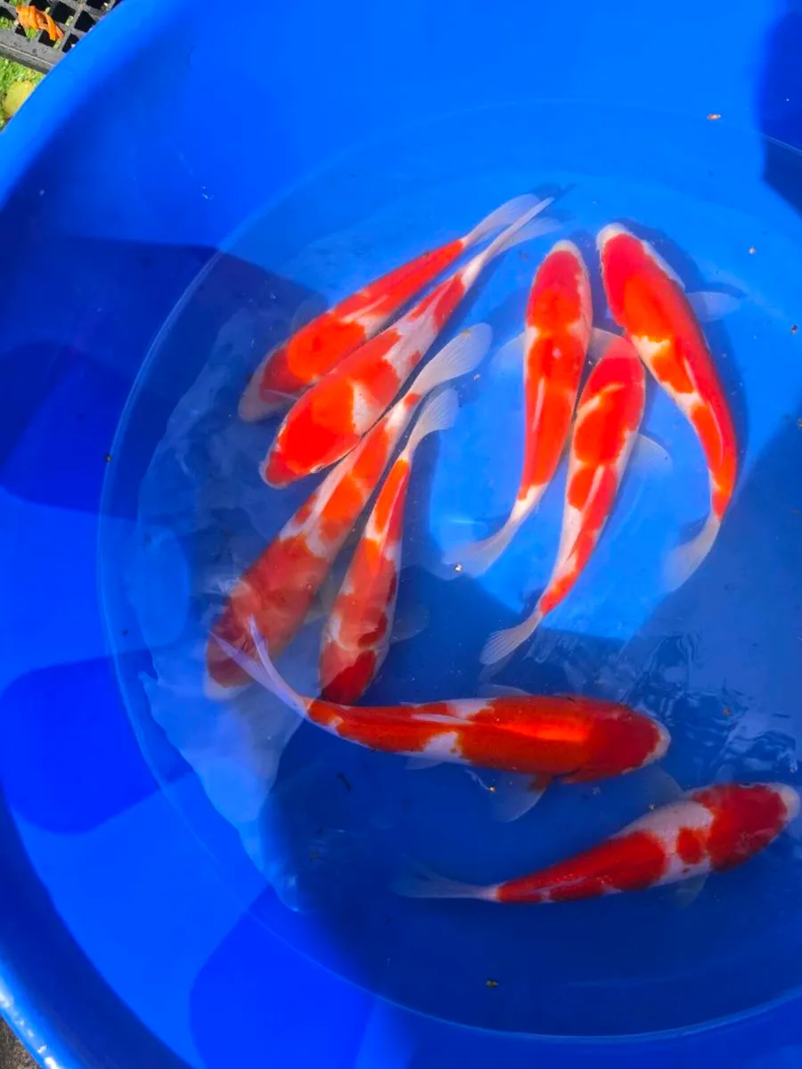 Koi carp and pond equipment eq - Image 2