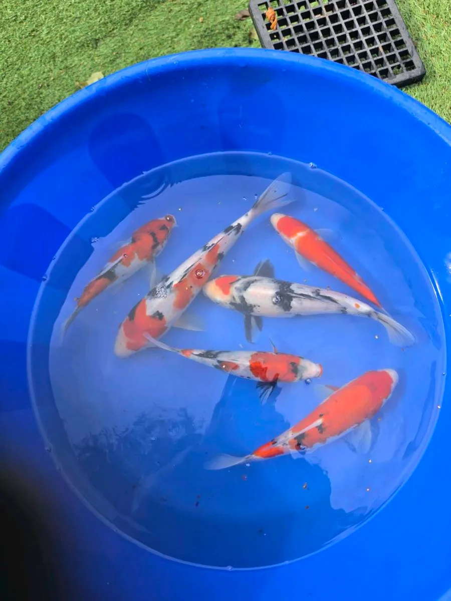 Koi carp and pond equipment eq - Image 3