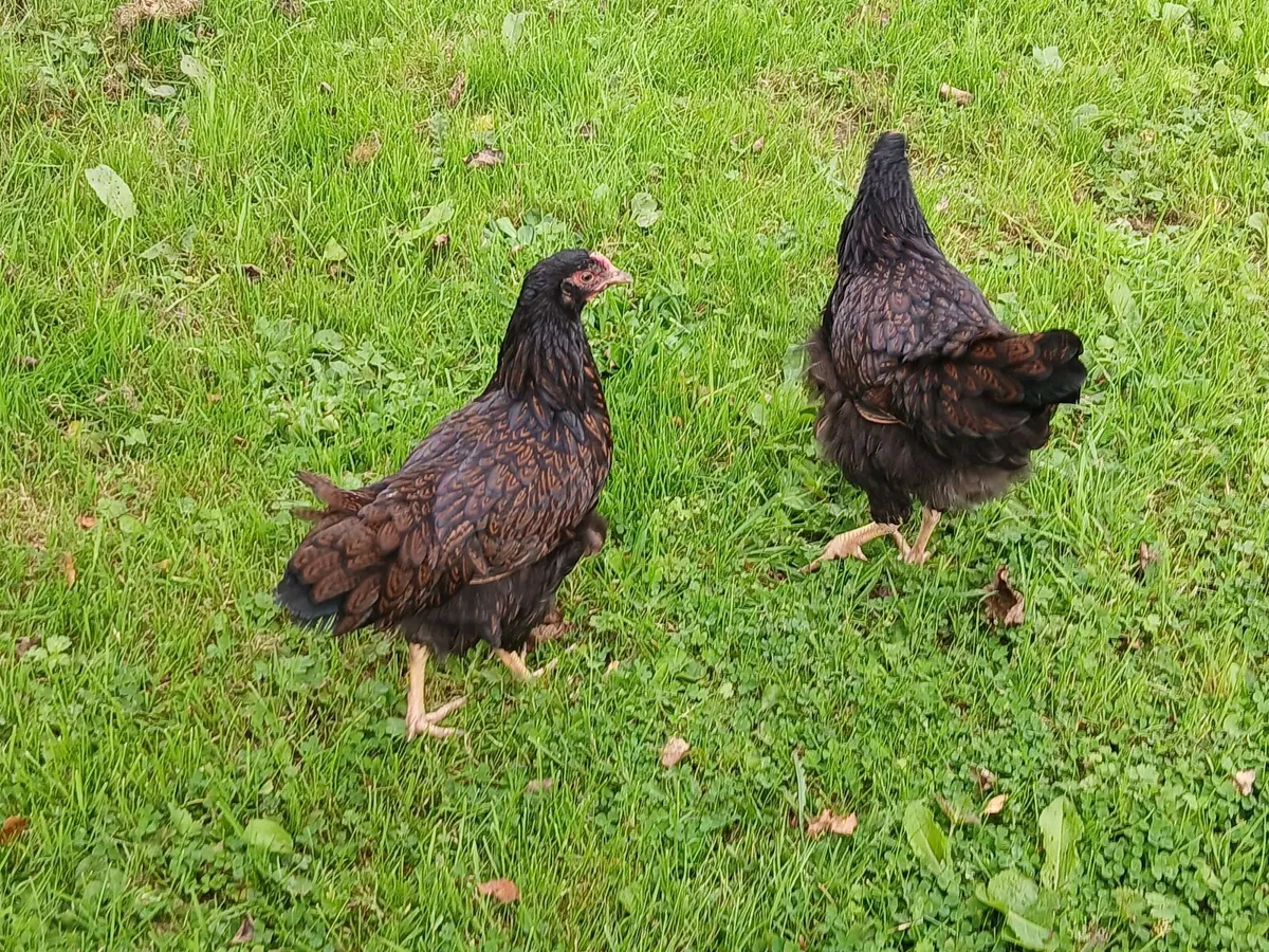 Double laced Barnevelder pullets for €15 each - Image 3