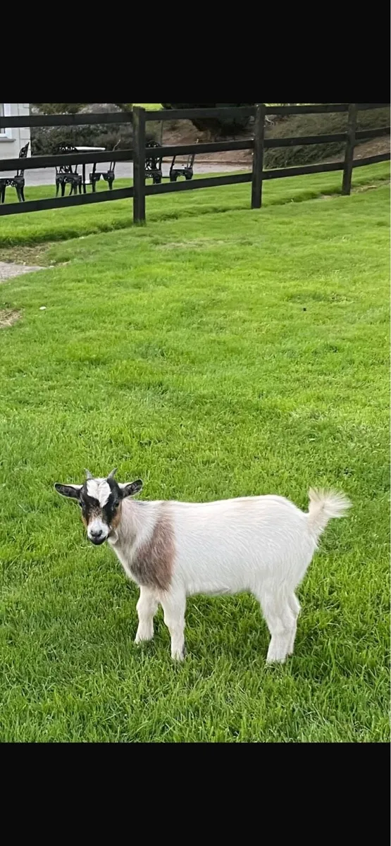 Pygmy Goat Kids - Image 3