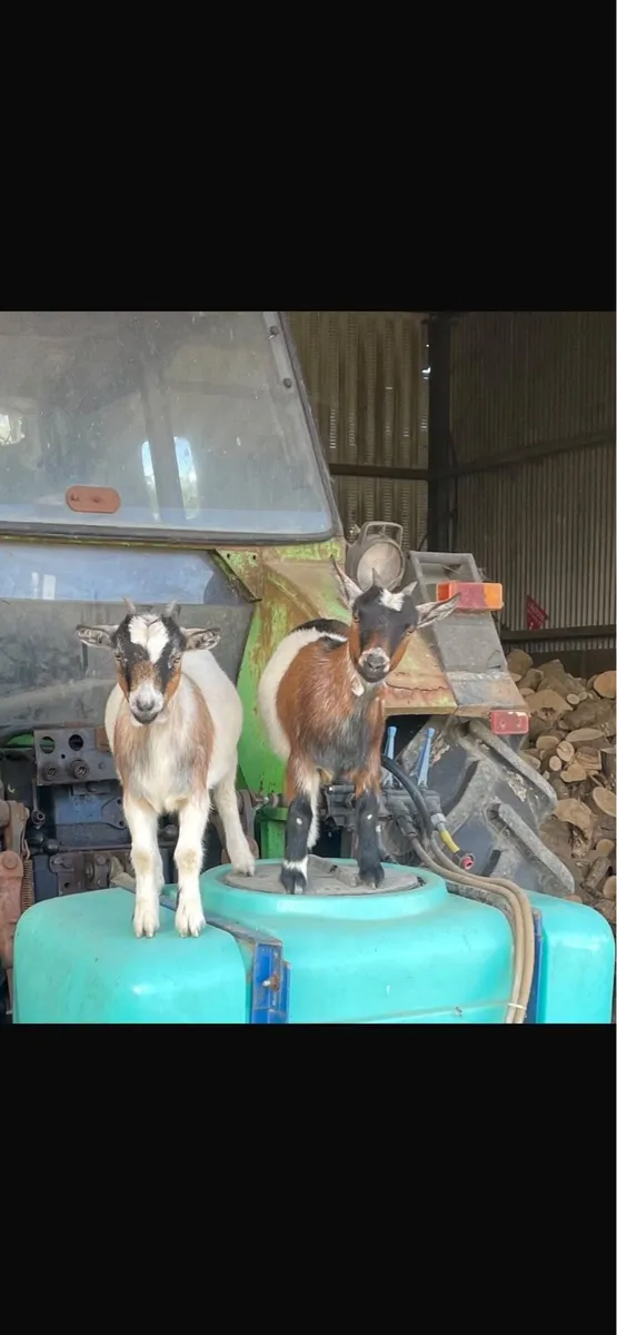 Pygmy Goat Kids - Image 4
