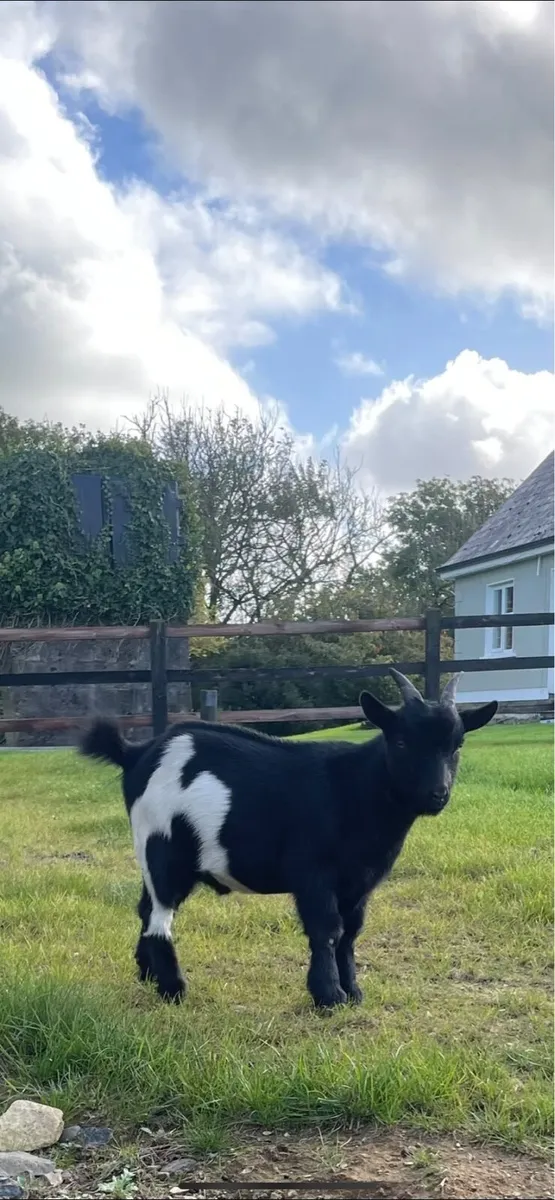 Pygmy Goat Kids - Image 2