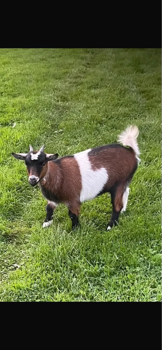 Pygmy Goat Kids - Image 1