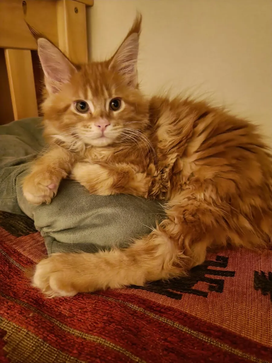 Maine Coon Ilyas (WCF registered) for sale. - Image 1