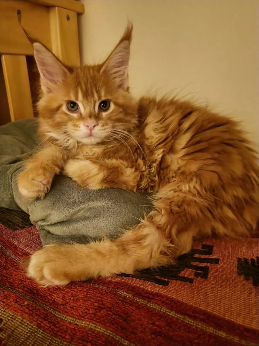 Maine Coon Ilyas (WCF registered) for sale. - Image 2